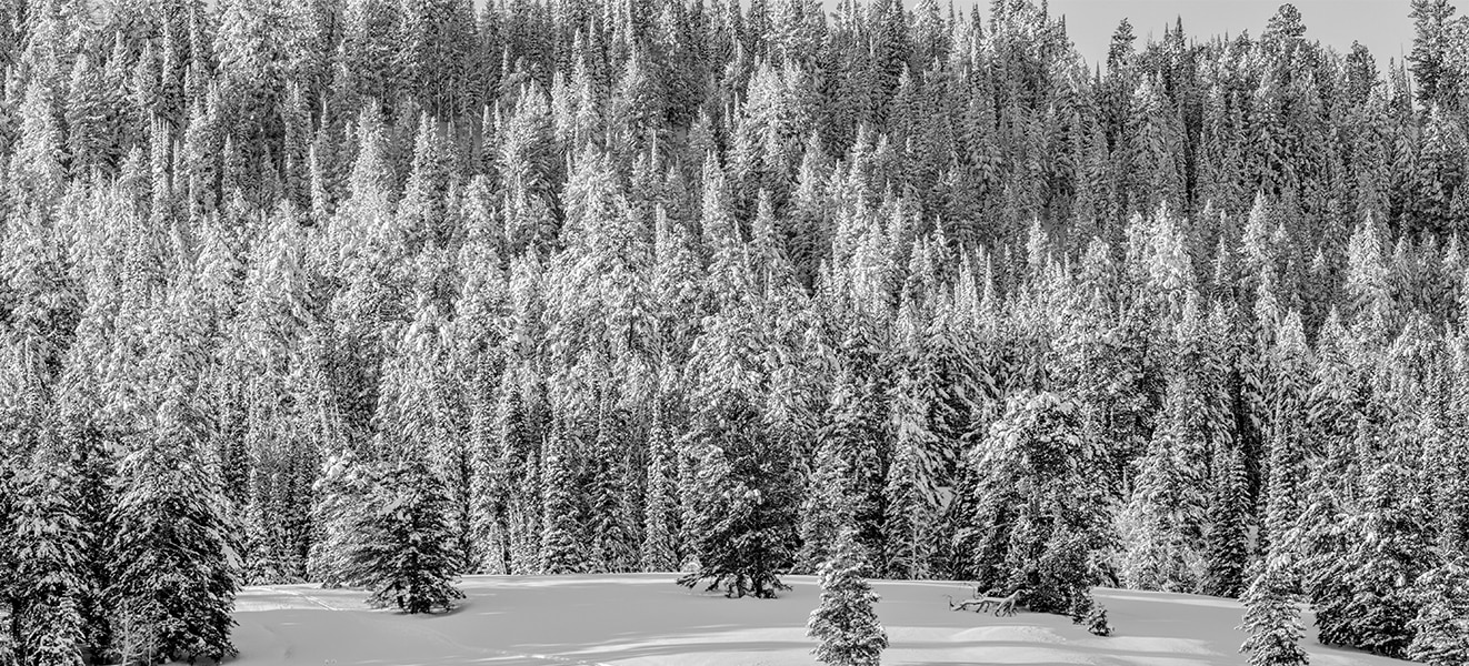 Bosque nevado; terreno de juego para motos de nieve